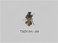 藏品(菲律賓產昆蟲)的圖片